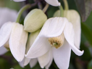 Clematis anshunensis